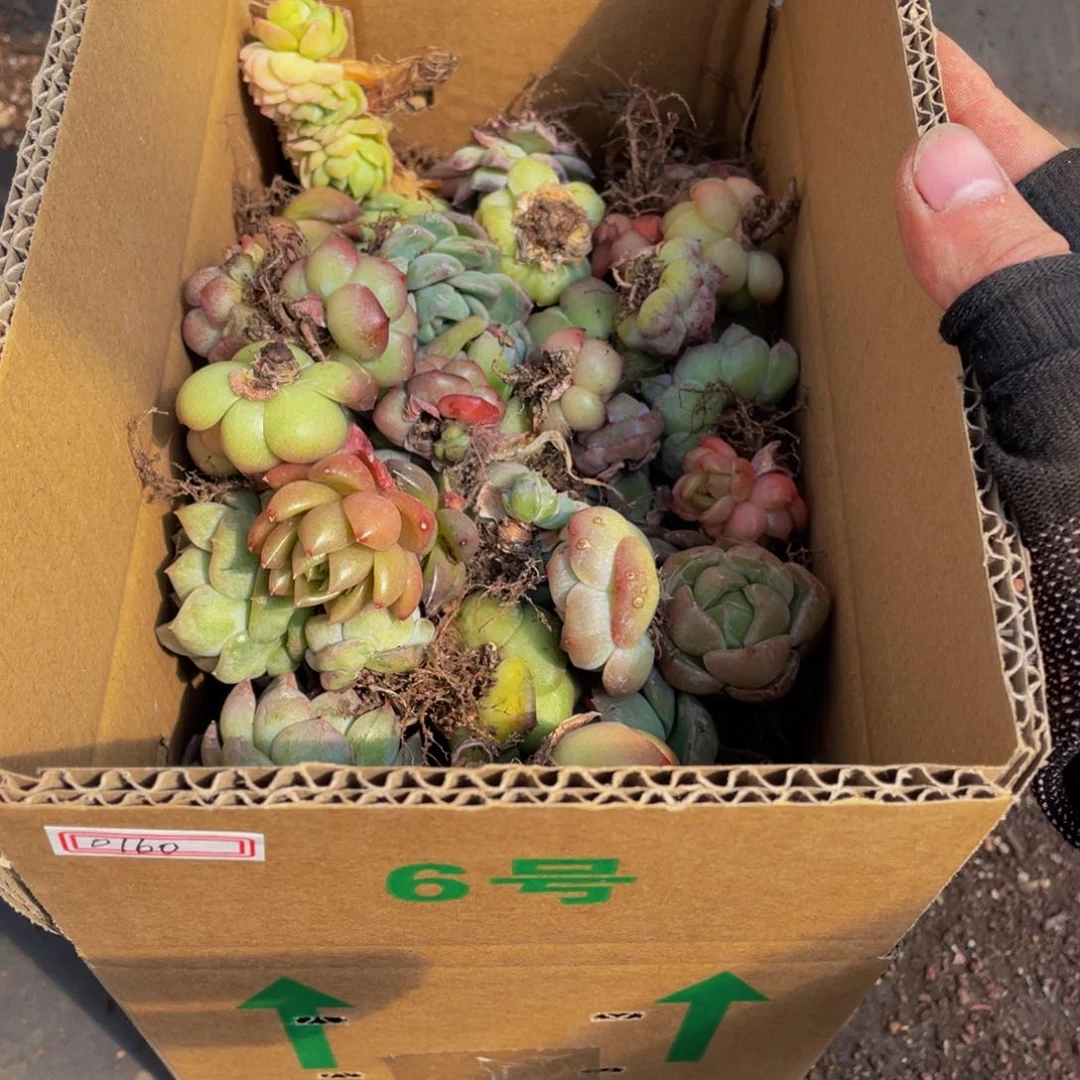 石*0160混搭一箱