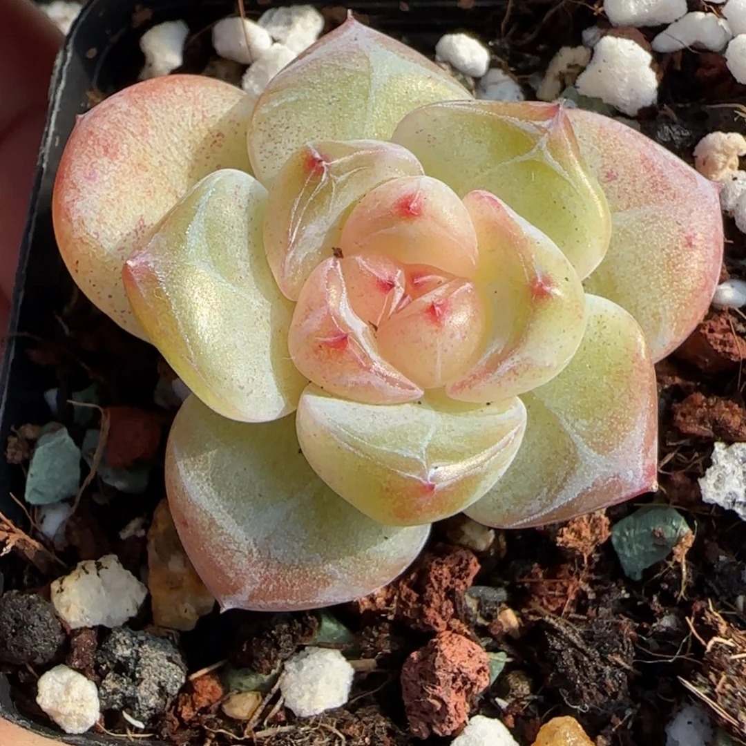 小卡拉米糖心一物一拍