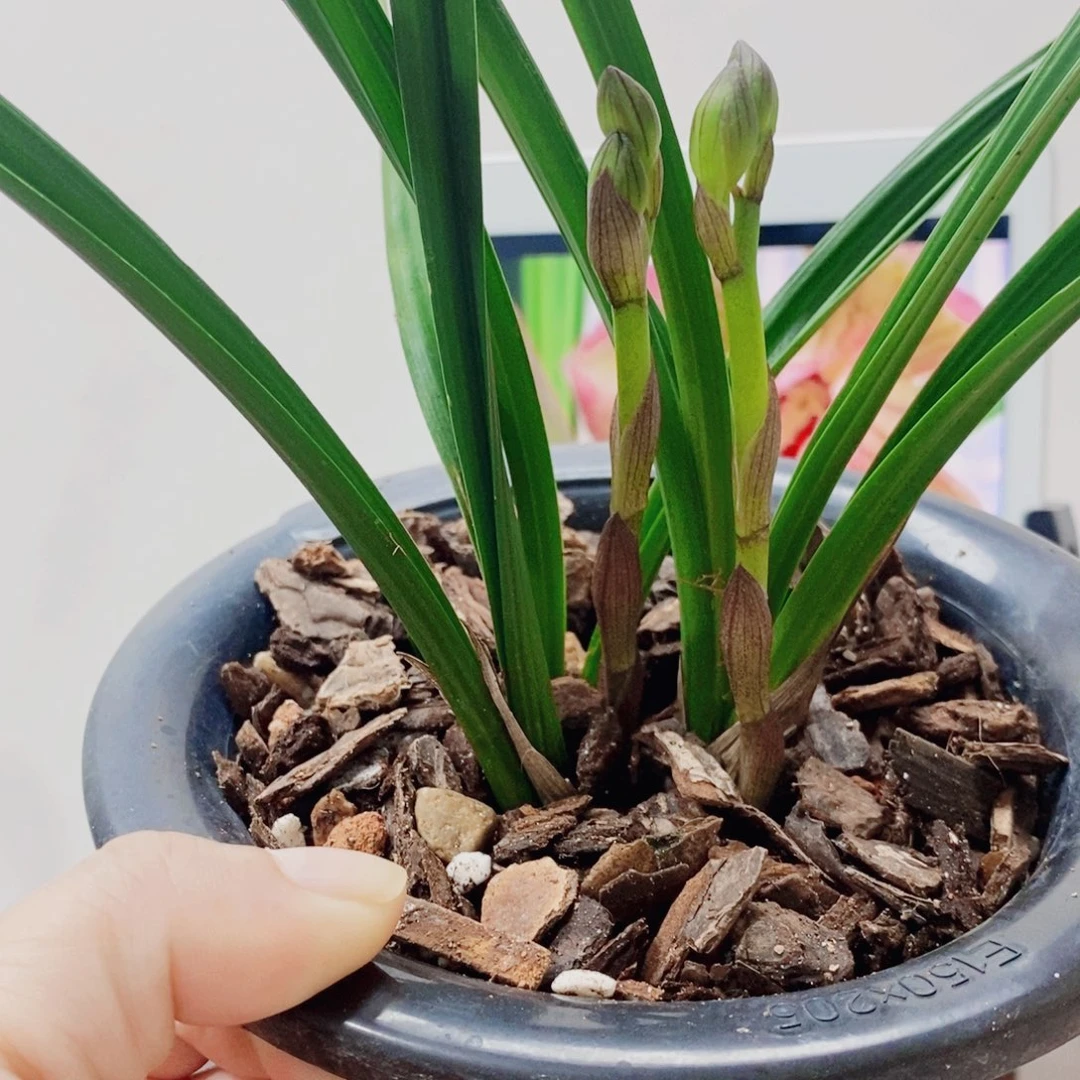 用***4当前无花栽培后可以开花