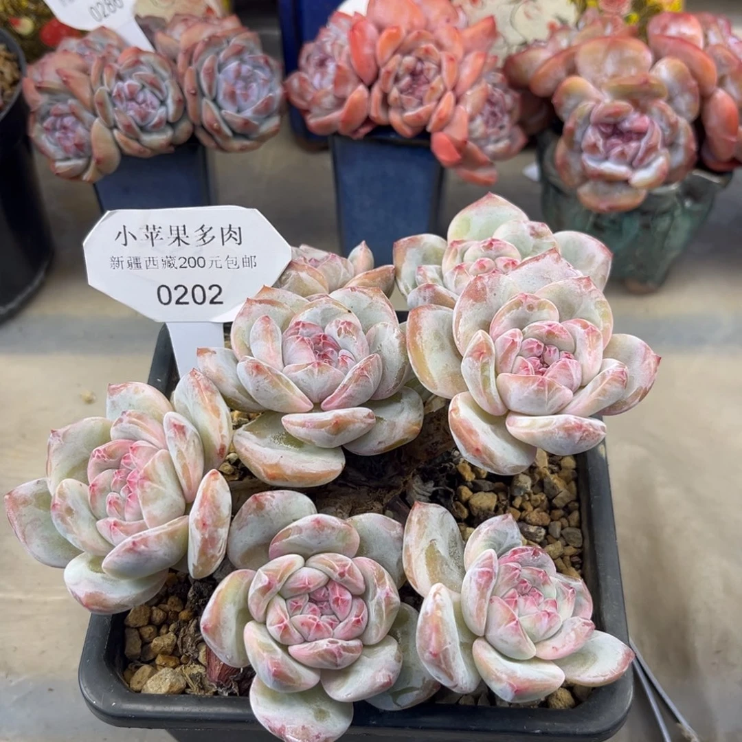 粉底紫心202/16cm7头