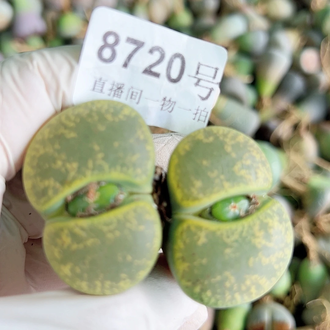 8720 好养易活生石花大母本