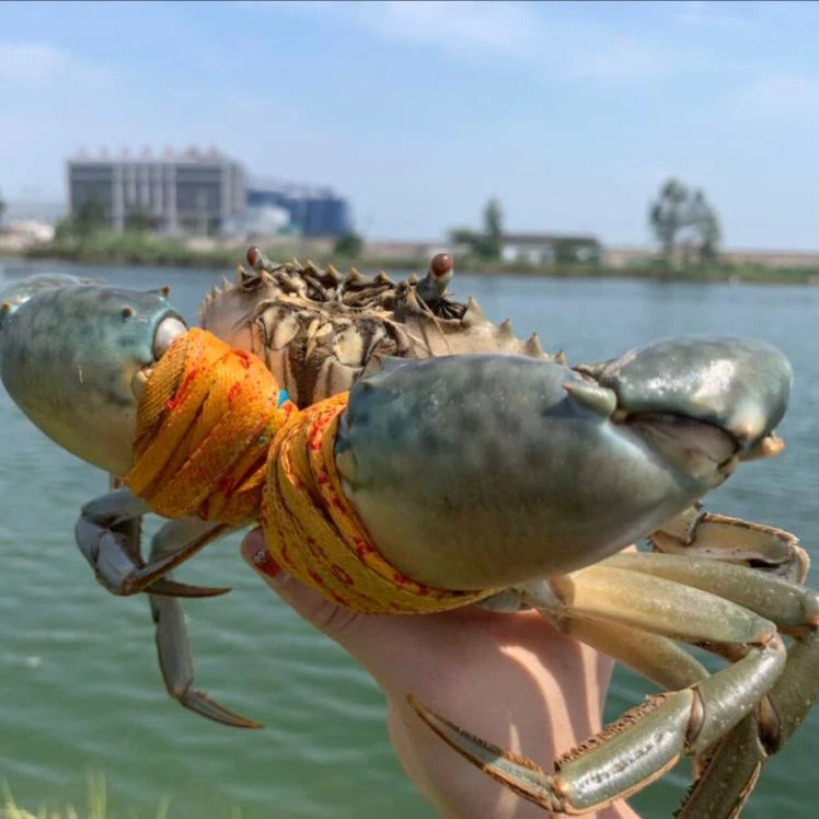 三门青蟹鲜活公蟹母蟹（签收后有问题2小时内视频反馈）