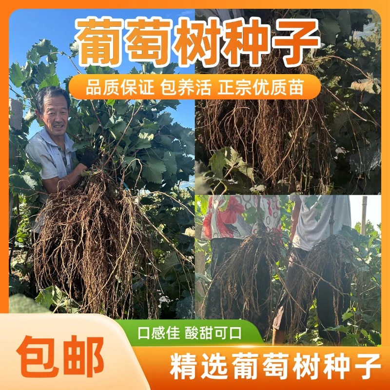 2年葡萄嫁接5棵发南北方可种植抗严寒耐高温当年结果