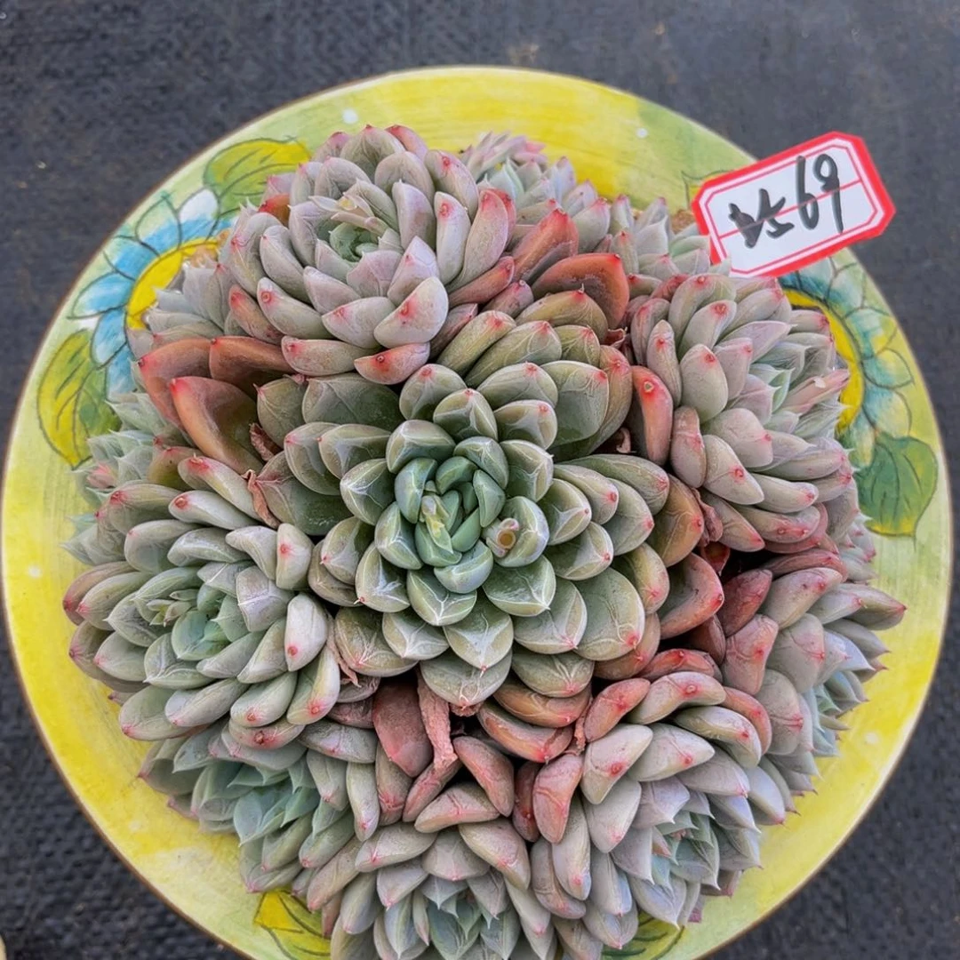 2569号上午多肉植物群生多肉植物