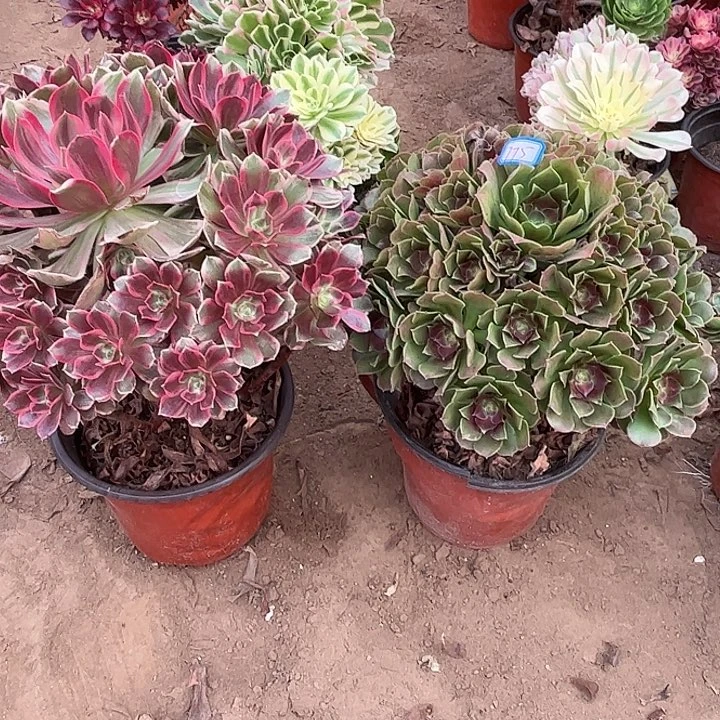 775多肉植物瑕疵特价，