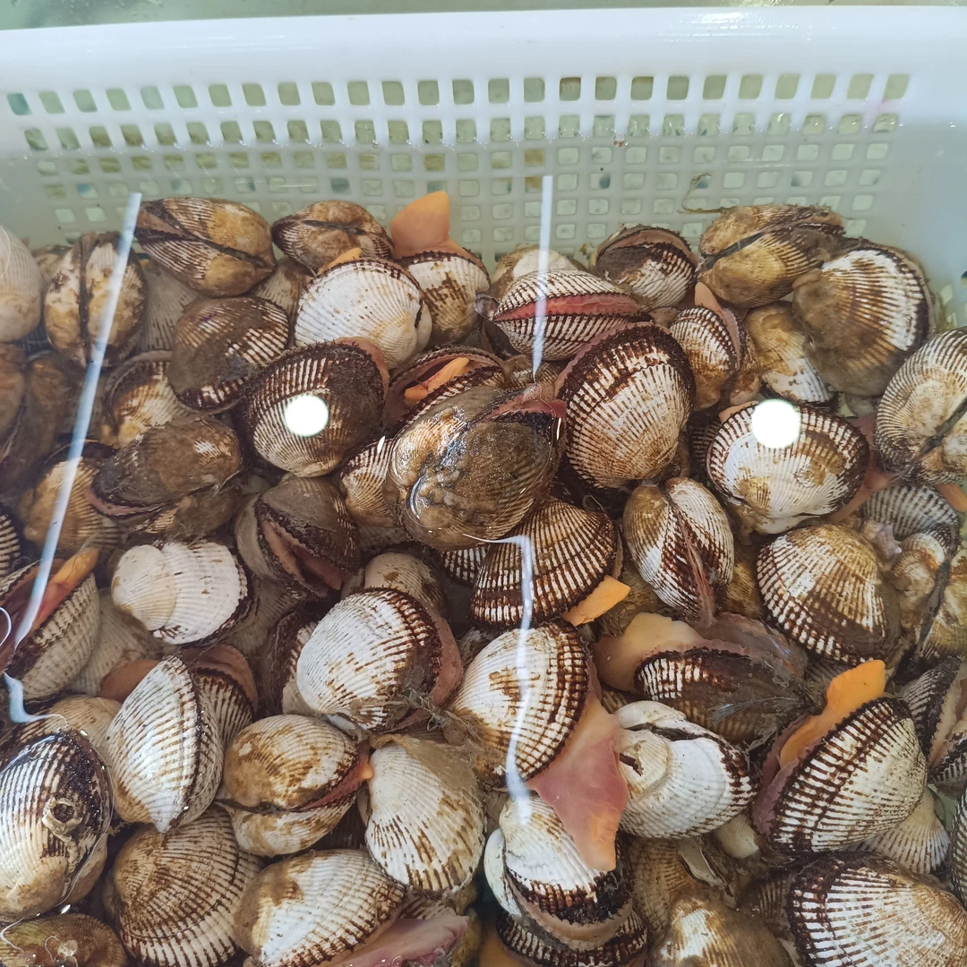 鲜活毛蚶子(500g)
