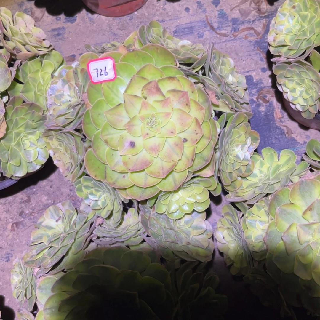 726多肉植物雨荷法
