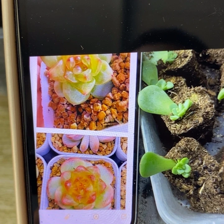 穴盘甜心相柳芽苗一个