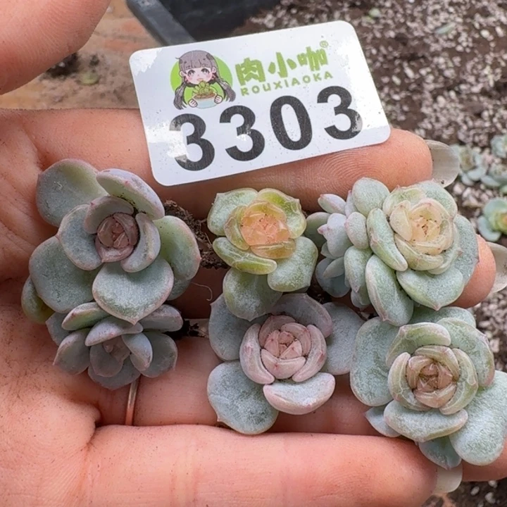 多肉植物多肉植物