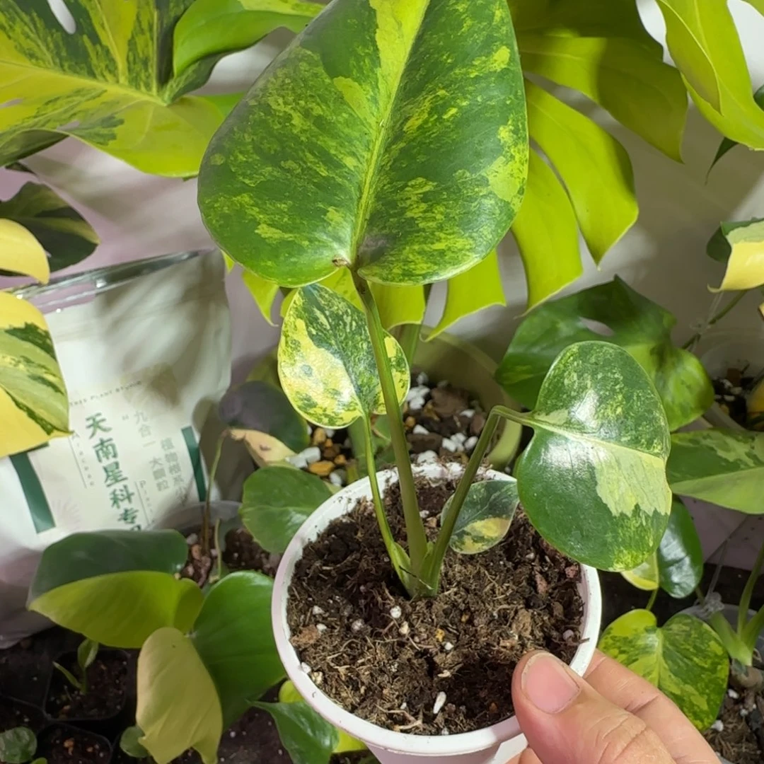 ****ᵖ完全开放龟背竹种子苗