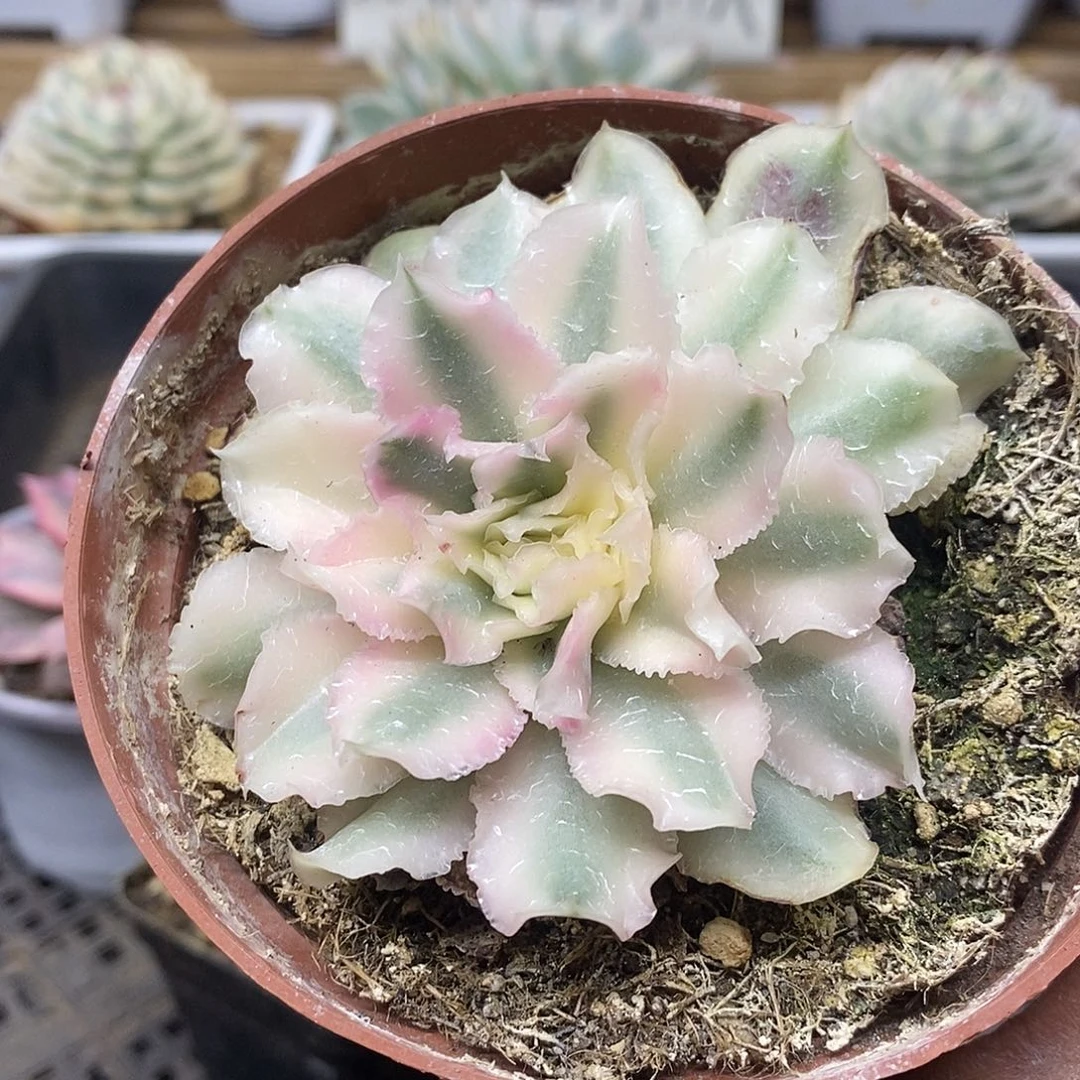 0801 紫蝴蝶锦多肉