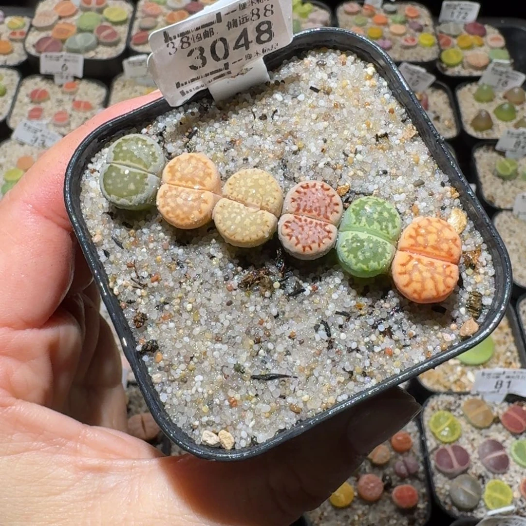 Sss便宜清了便宜3048