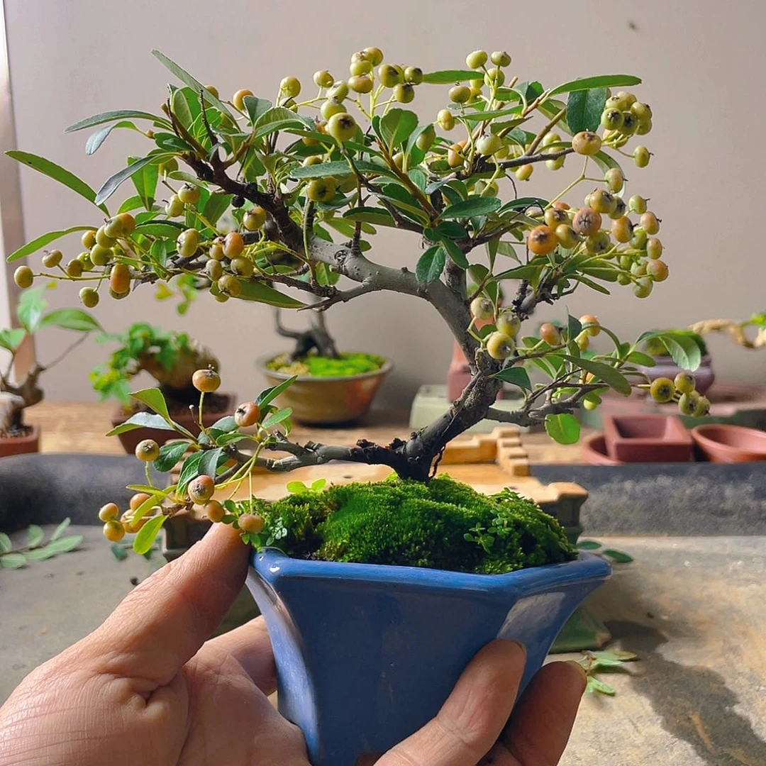 林***源无花朵火棘花开富贵吉祥