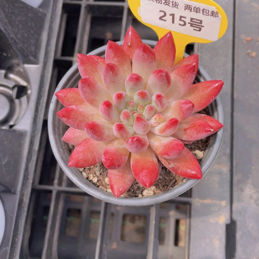 215号 全状态虞美人单头一个