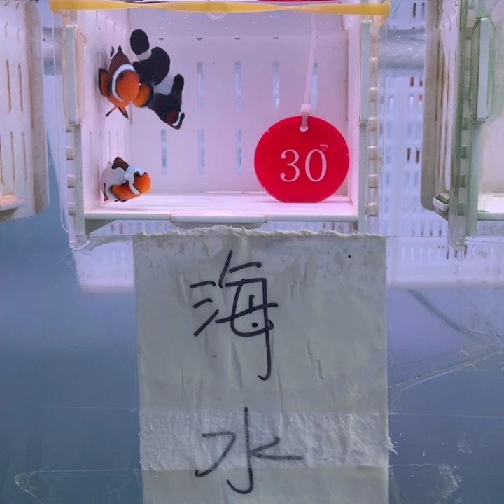 海水鱼瑕疵混搭3条3-5