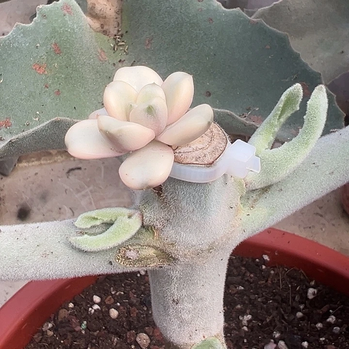 白葡萄锦多肉植物