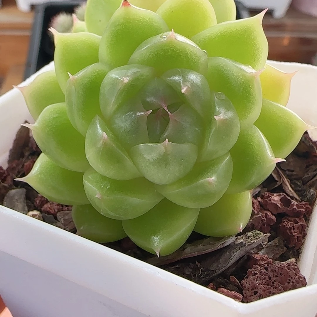 1107----75油亮包子麦秆