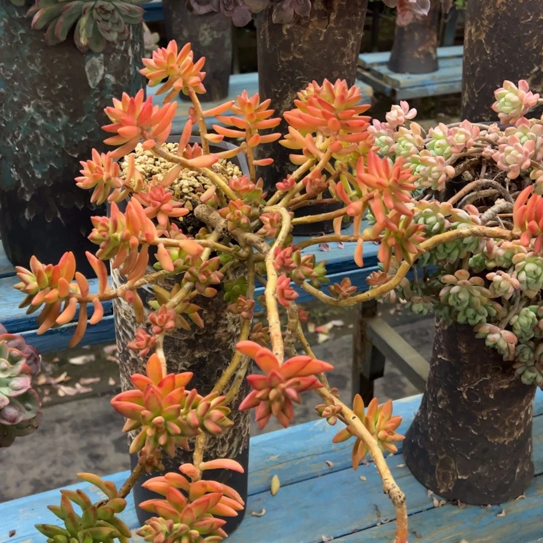 老桩原始明月裸肉