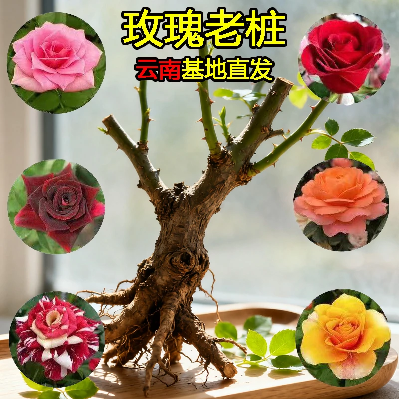 玫瑰老桩树苗大花盆栽浓香型月季玫瑰花老根多色庭院蔷薇耐热耐寒