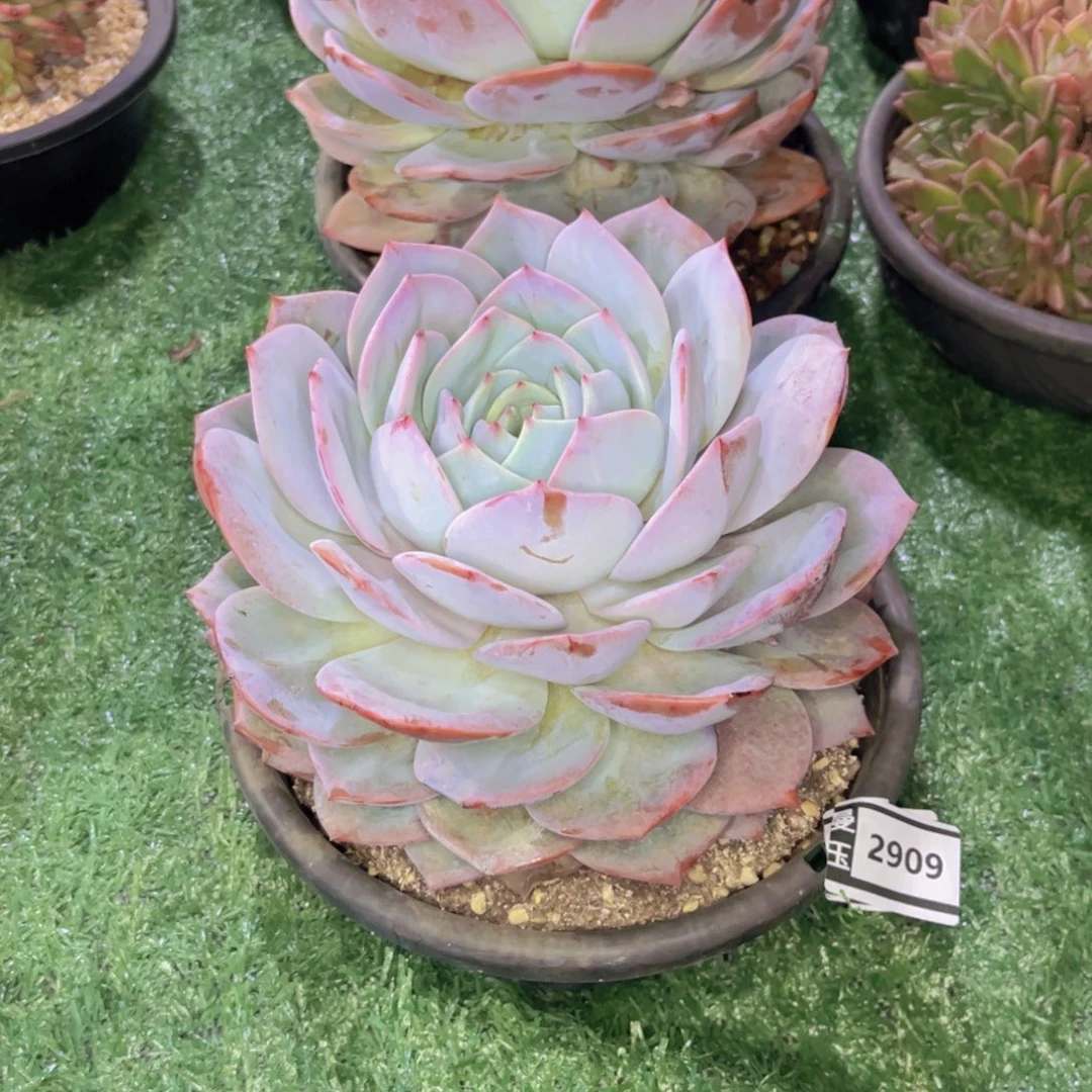 白凤杂多肉植物2909