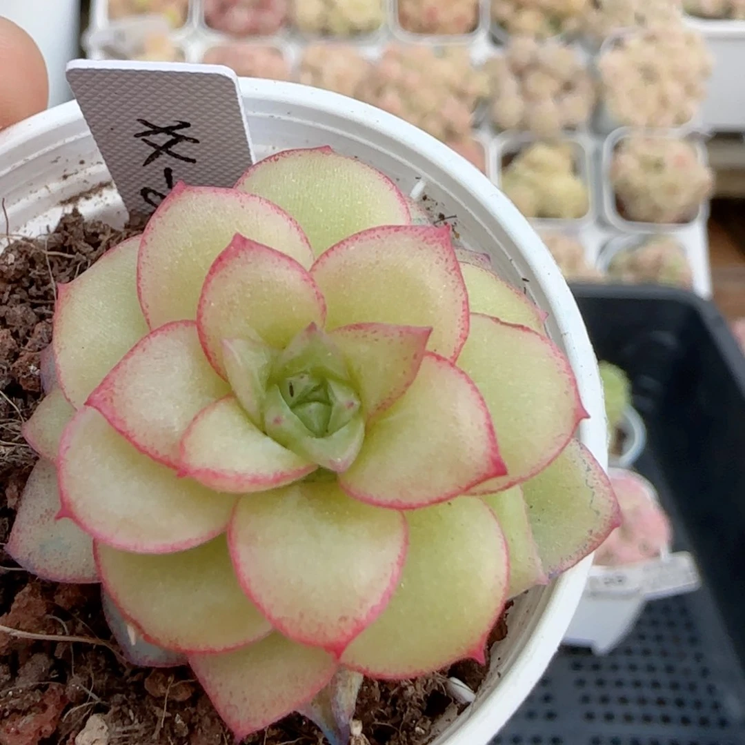 【闪购商品】0224-140（xx-80）