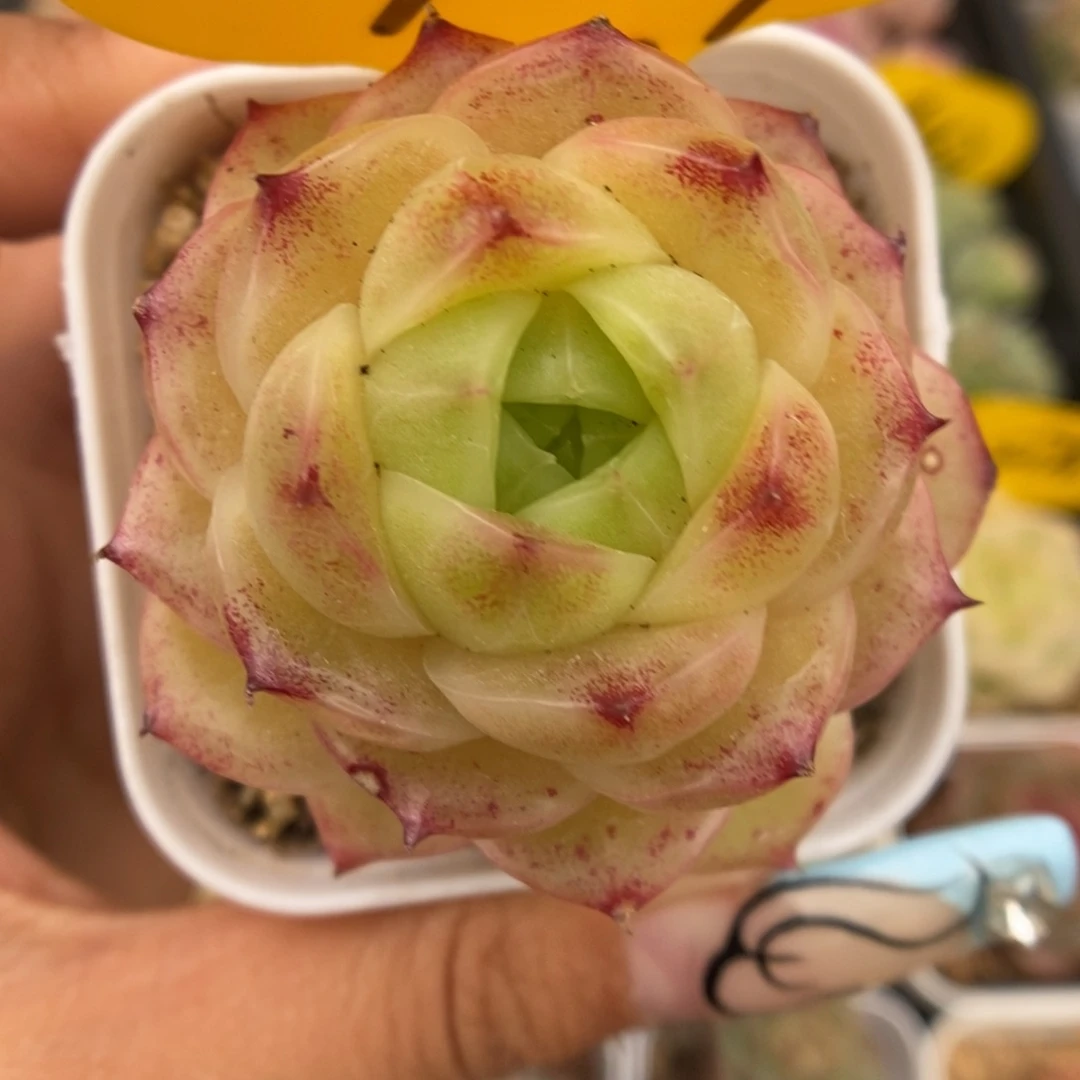 蜜蜡麦秆可拍9741号。