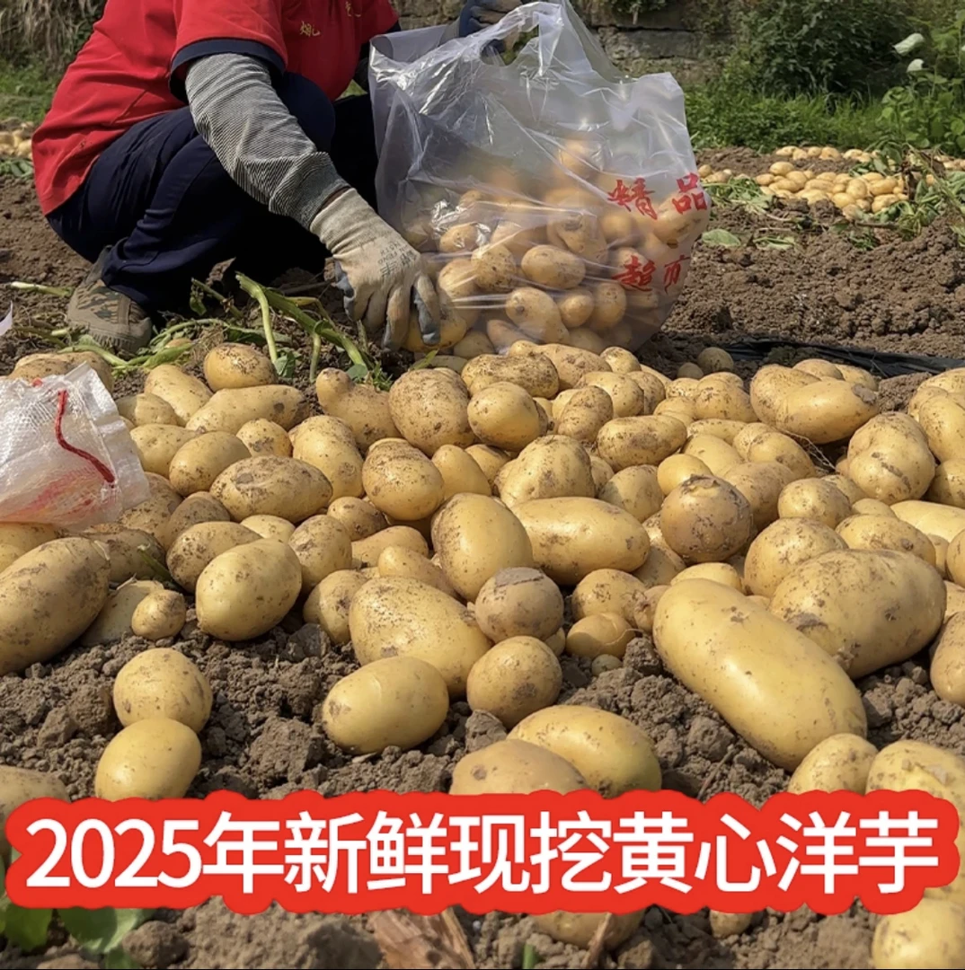新鲜高山农家土豆黄皮黄心马铃薯洋芋农家种植现挖现发