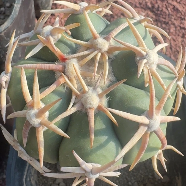 白刺翠平苗接66666