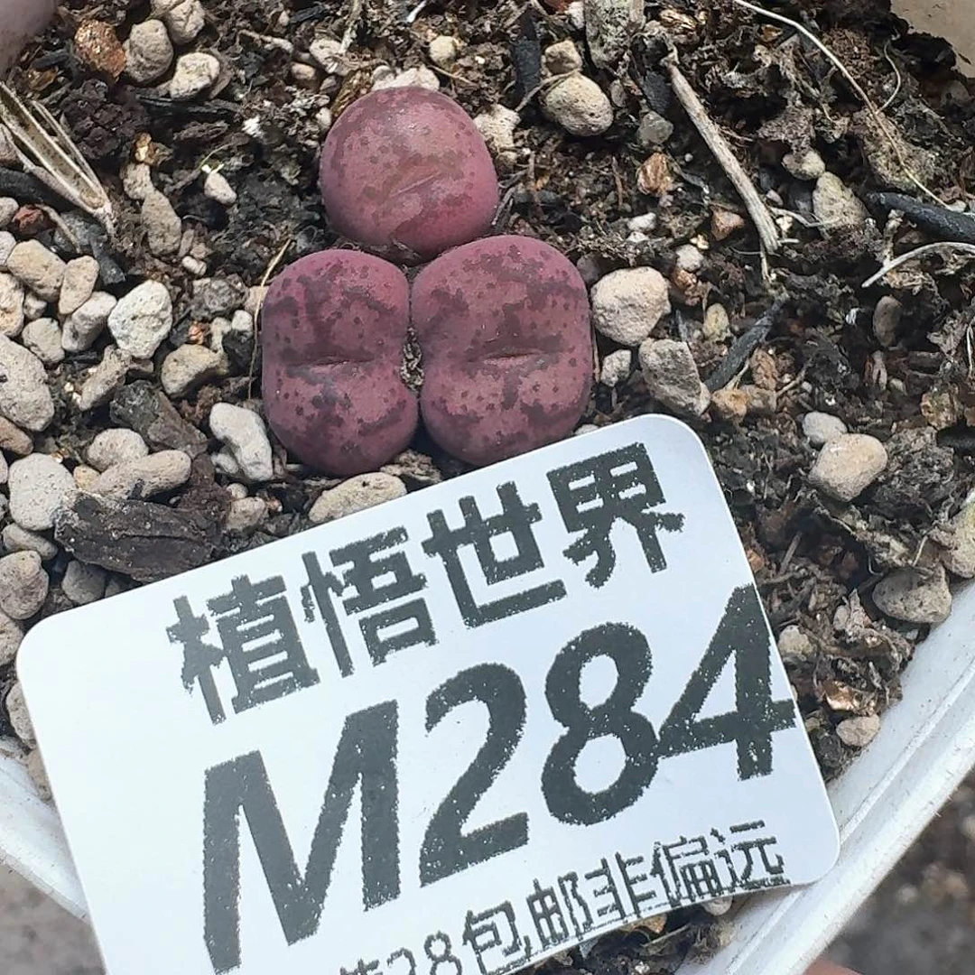 多肉植物的润泽分fg