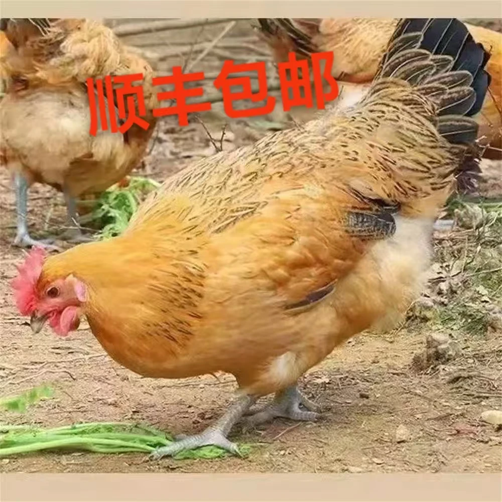 散养皖南土鸡-成年公鸡母鸡（8-9斤左右）  肉质好/高品质