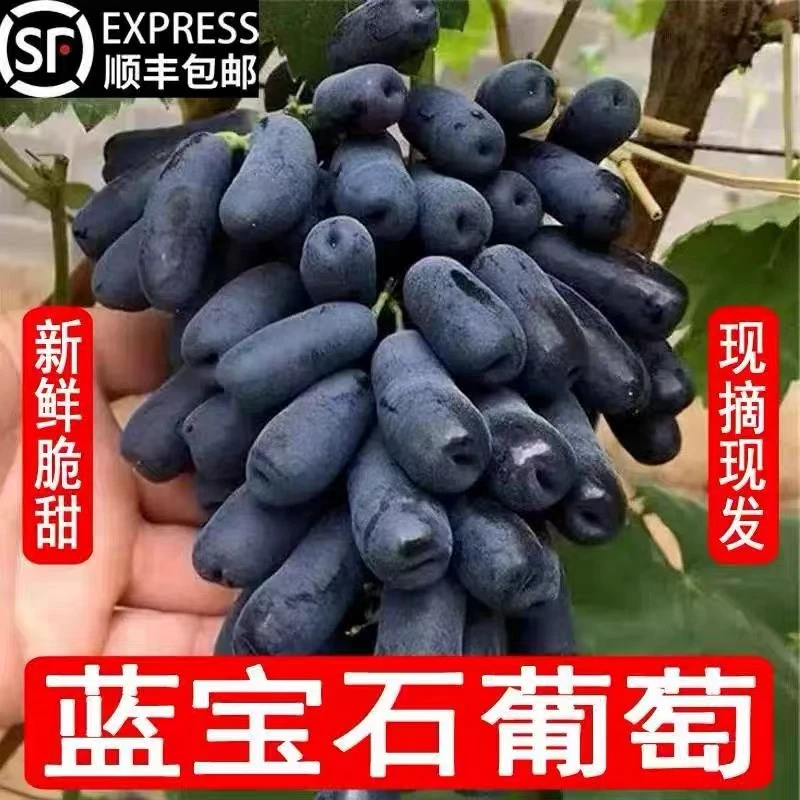 【顺丰包邮】新鲜蓝宝石葡萄自然成熟天然无核黑提金手指应季水果