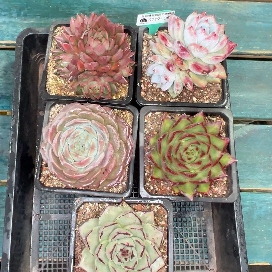 多肉一物一拍0119-384