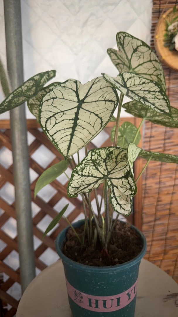 精品加仑盆白色恋人彩叶芋 叶损无售后