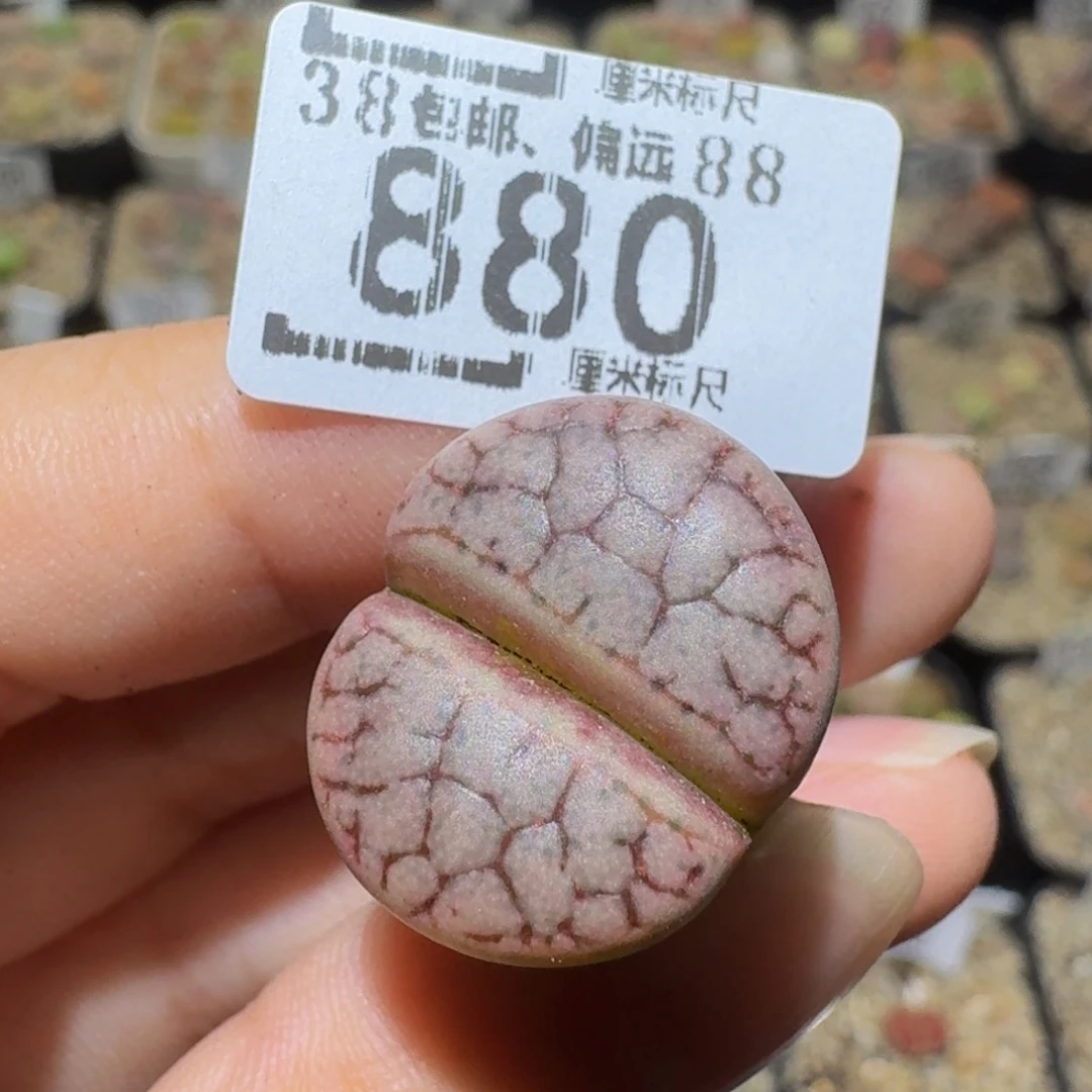 小***乖Sssss生石花肉880