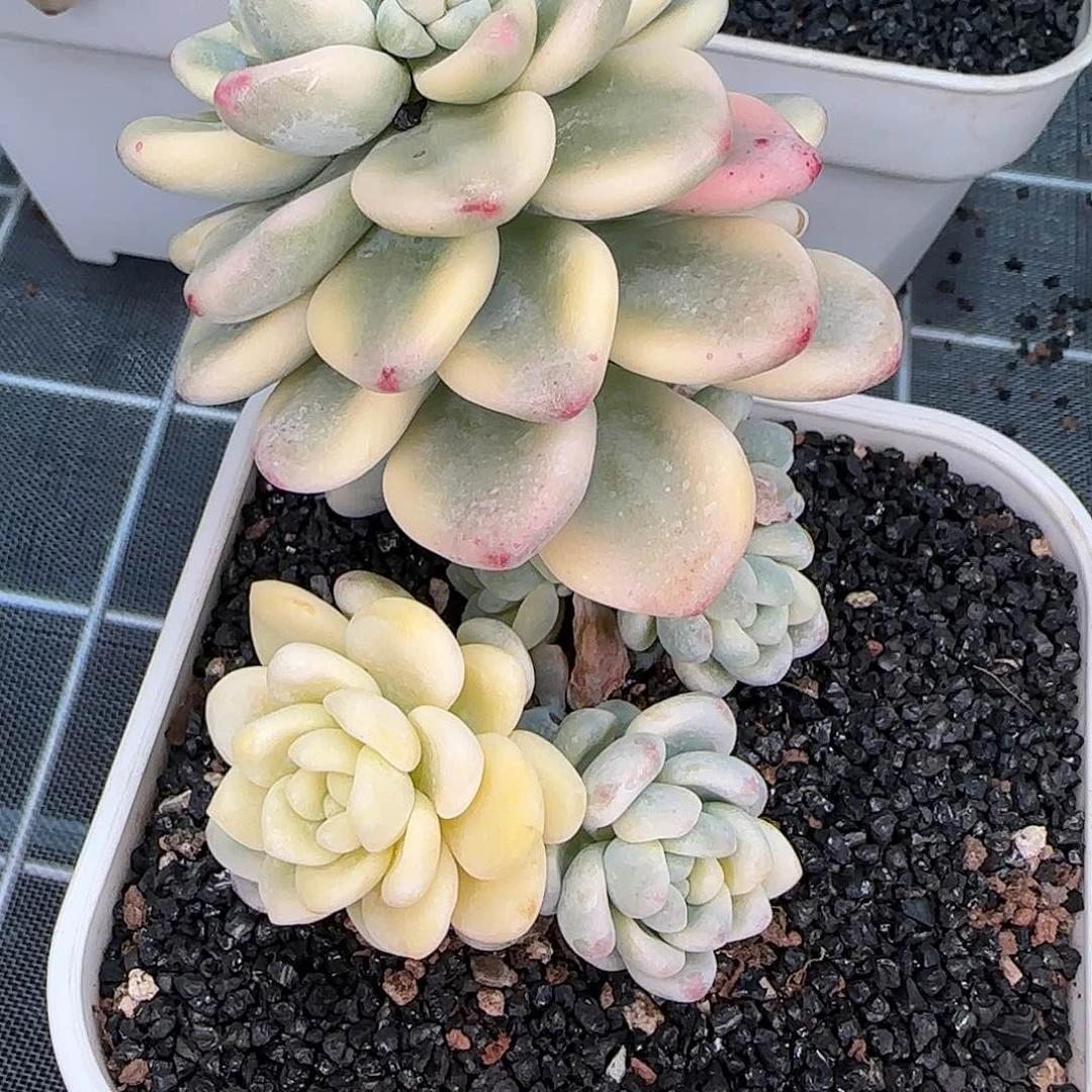 从前慢甄选多肉编号劳尔锦