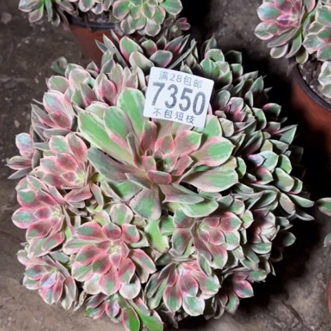 浣纱多肉植物法师7350