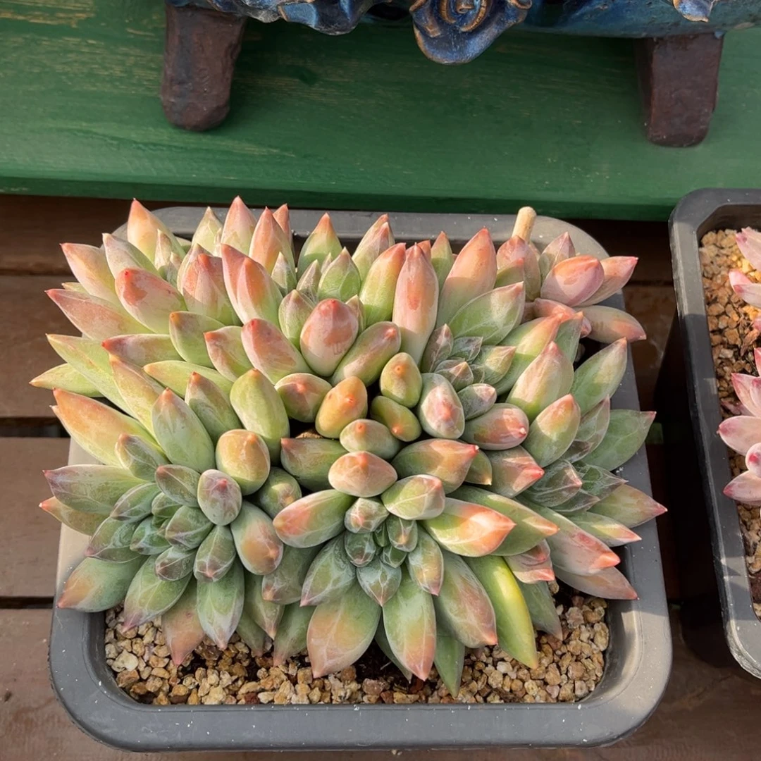 重楼朵朵缀一物一拍