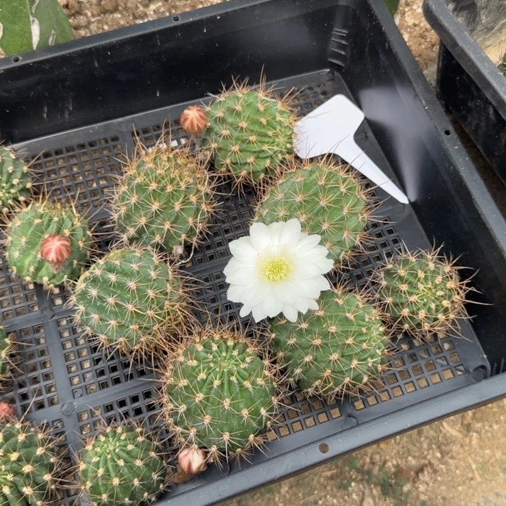 白狂野特价无根侧牙一颗