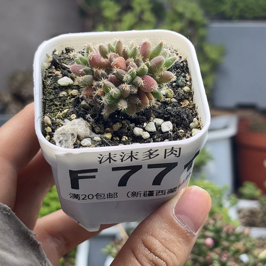 涛*玉米 771。