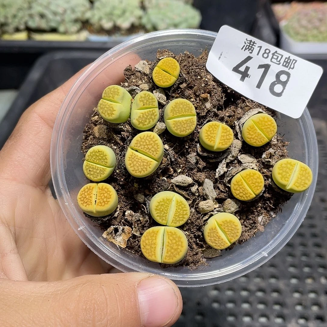 418当天凑满十八元包邮生石花