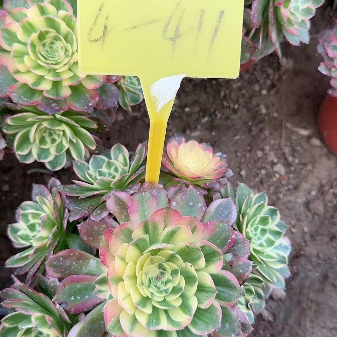 4-411---多头多肉植物