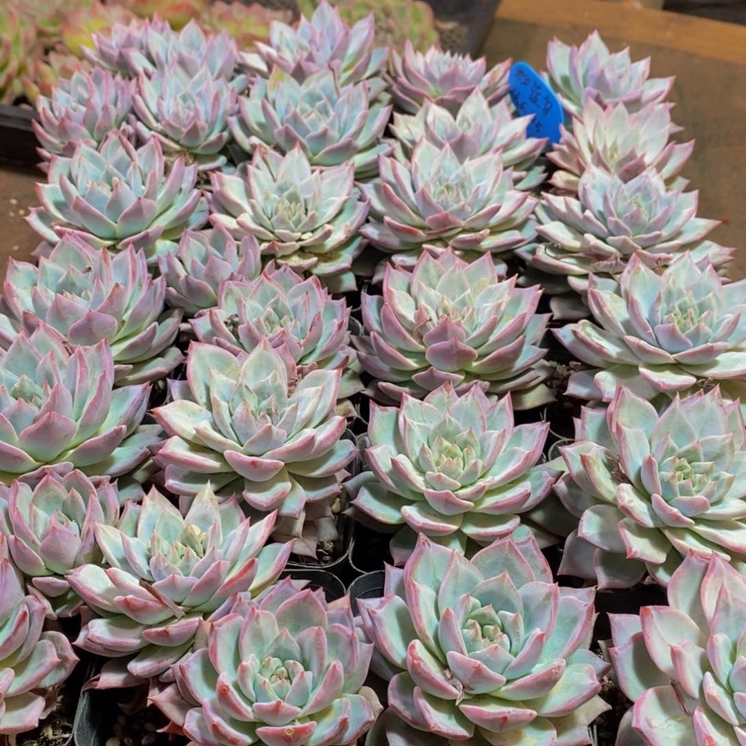 061多肉植物保护研究所所长助理研究员和