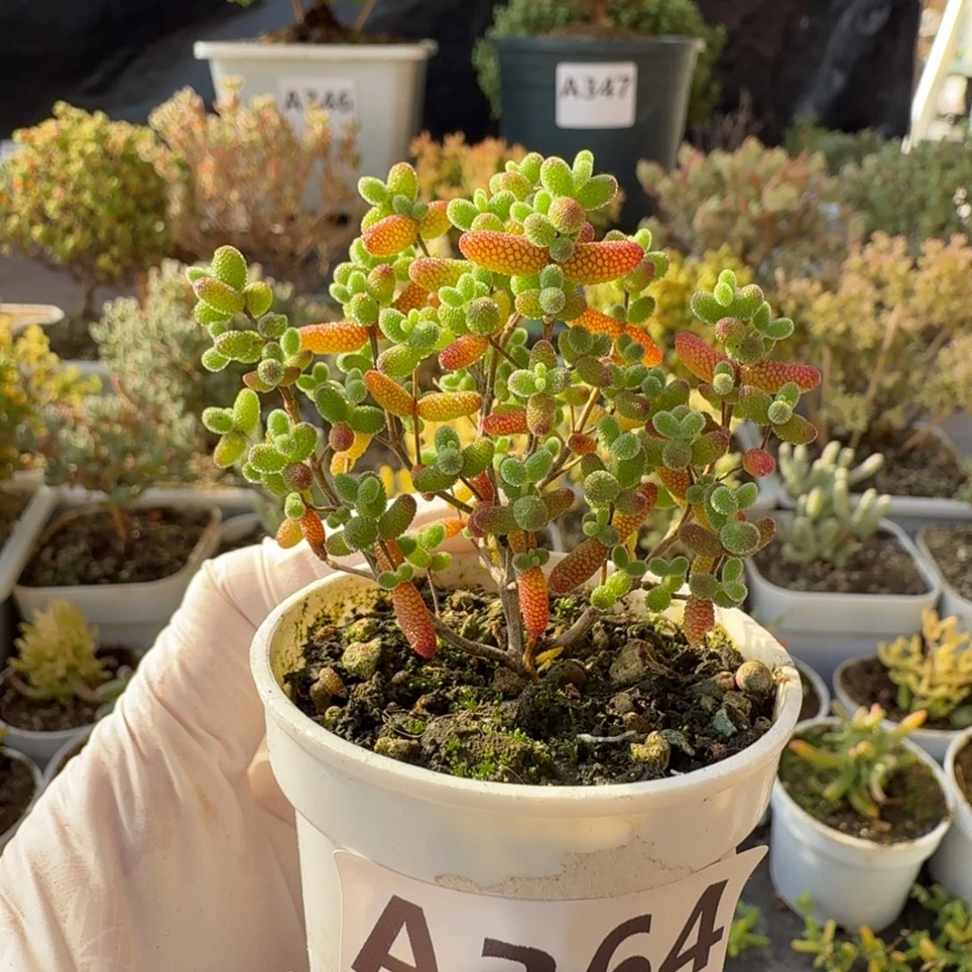 A364蜜橘糖球28元包