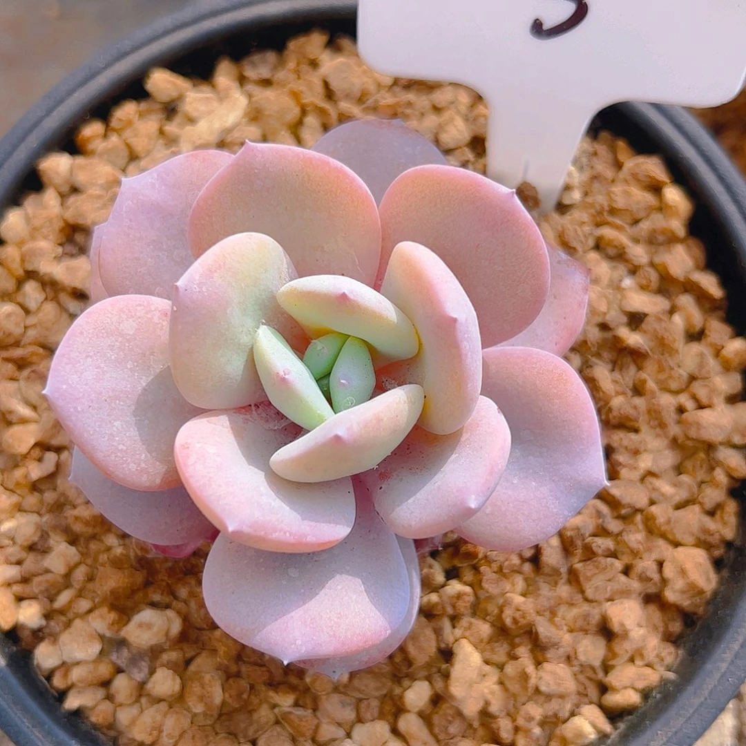 郎*郎小奶茶3号一物一拍