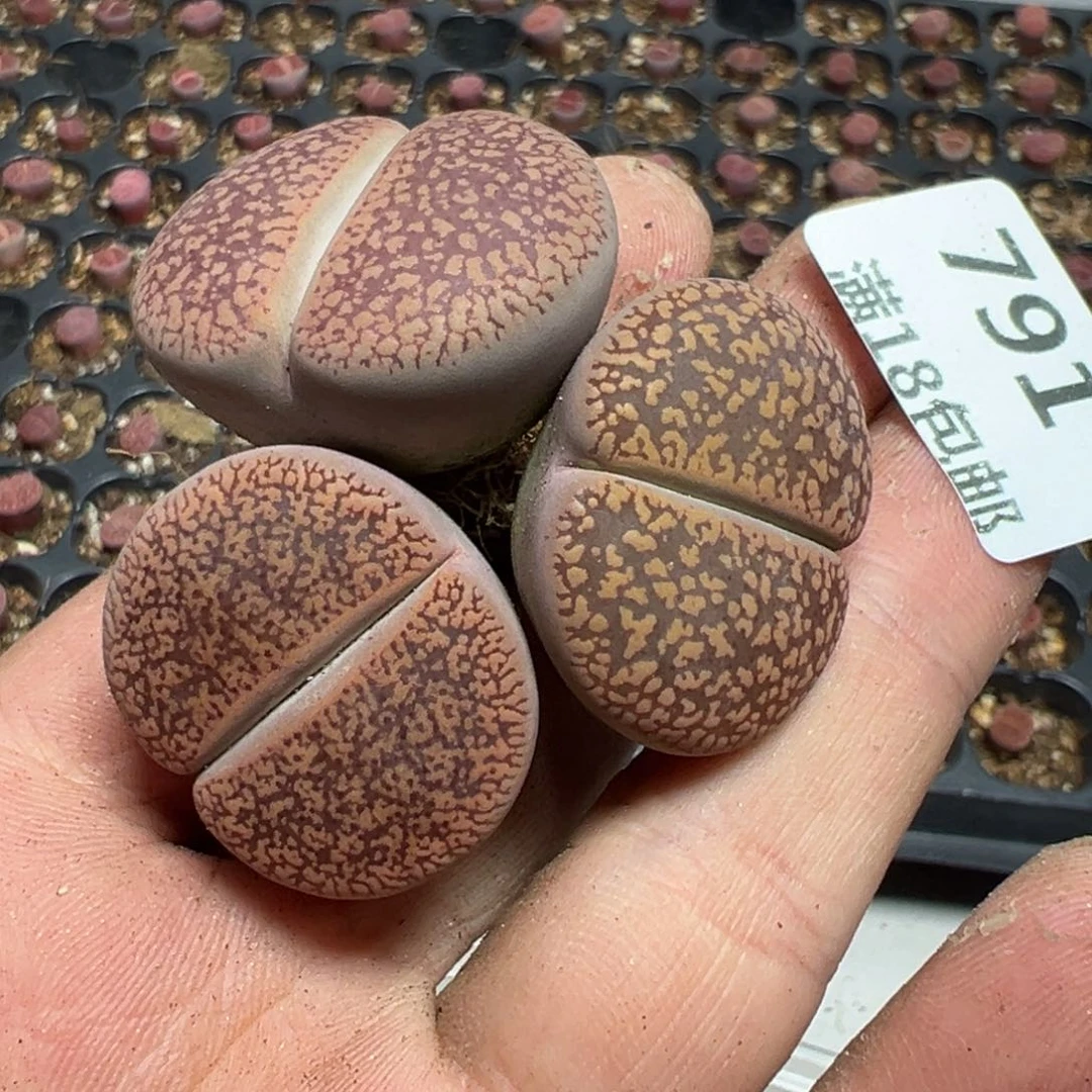 【闪购商品】 791。