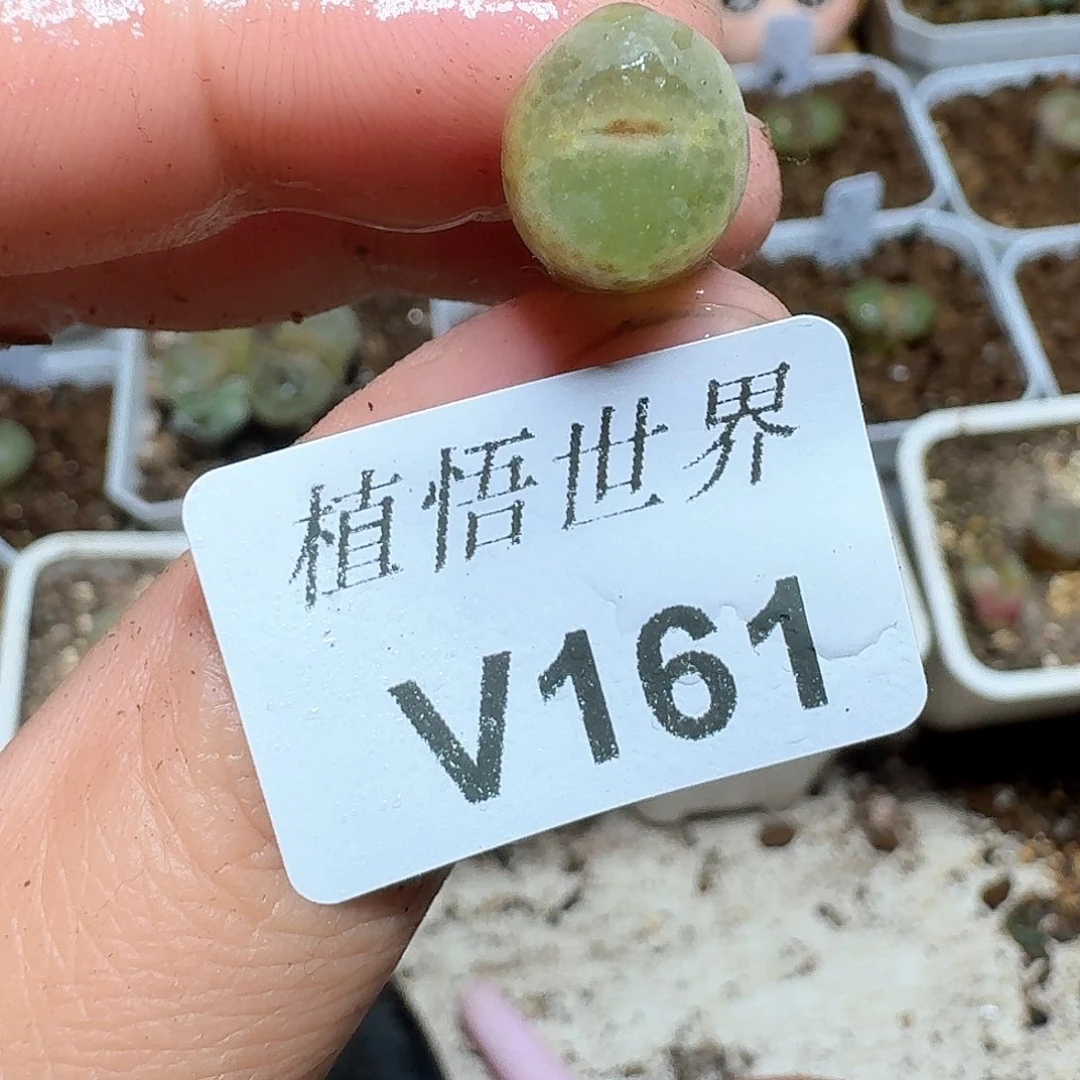 161h号多肉植物哇f g