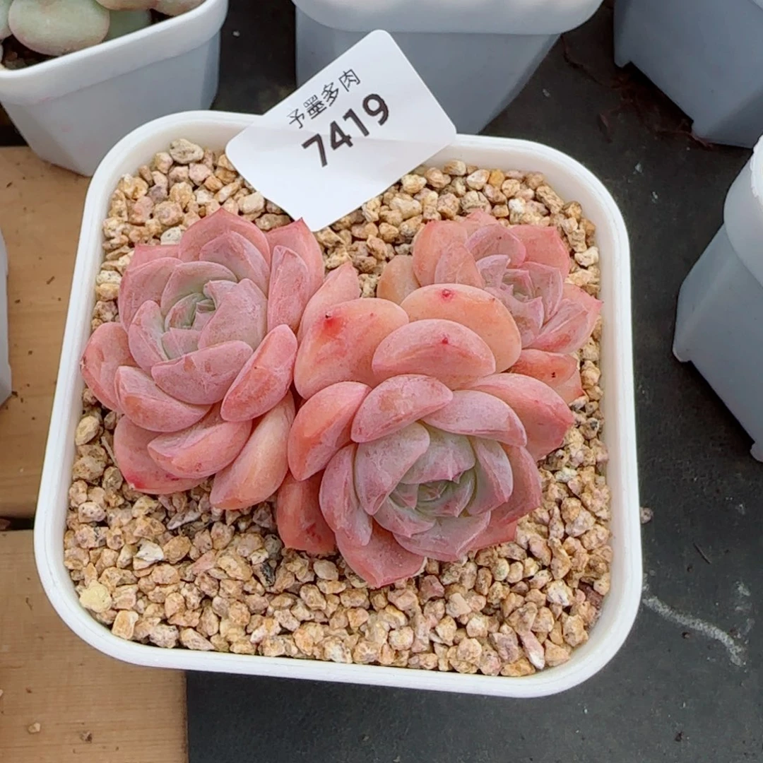 水晶桃子，7419多肉植物