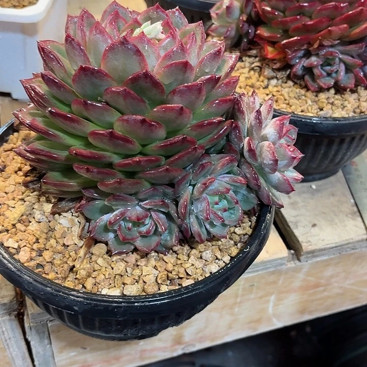 一物一拍多肉植物夜魔侠52号