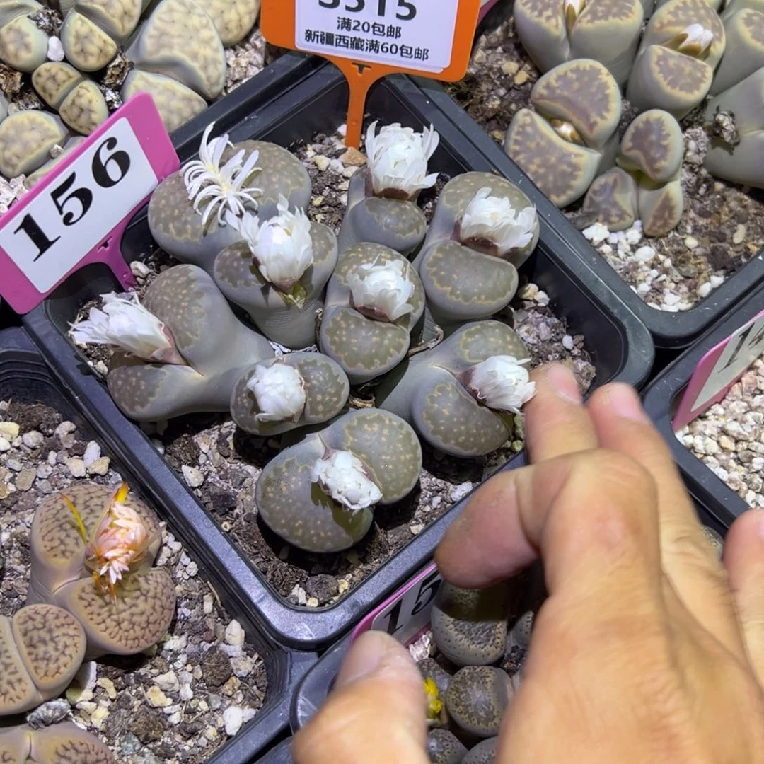 515 一物一拍，默认有伤，介意勿拍，不退不换