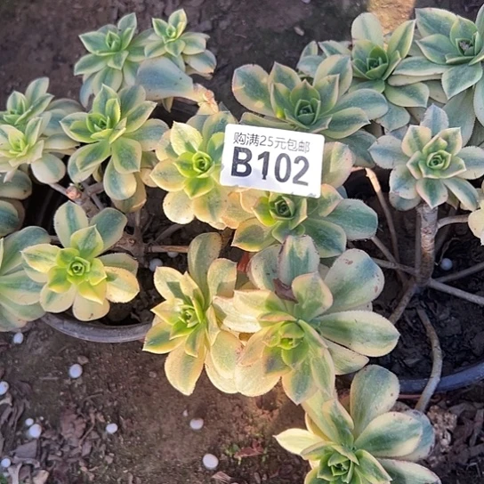 @*月多肉植物两个有砍